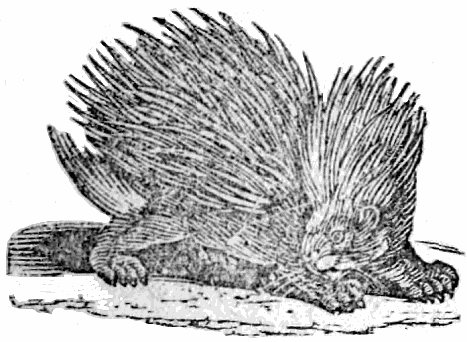 porcupine