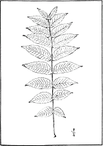 leaf