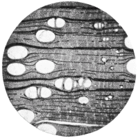 cross-section