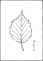 leaf