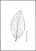 leaf