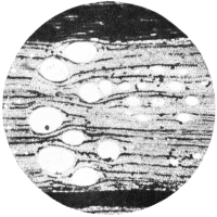 cross-section