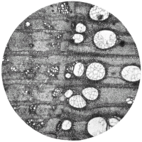 cross-section