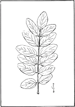 leaf