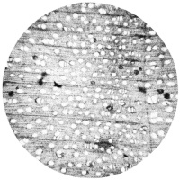 cross-section