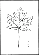 leaf