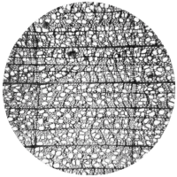 cross-section