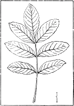 leaf