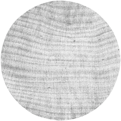 Cross-section of Diffuse-porous Wood, Hard Maple.