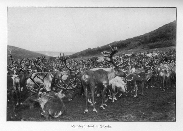 Reindeer Herd in Siberia.