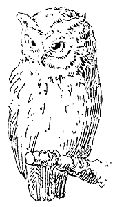 Owl