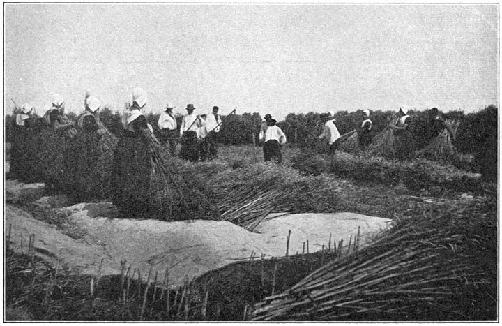 Zaaddorschen op Walcheren.