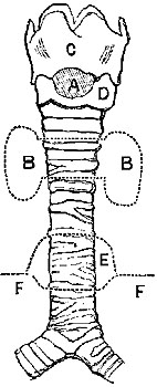 Fig. xxxi.