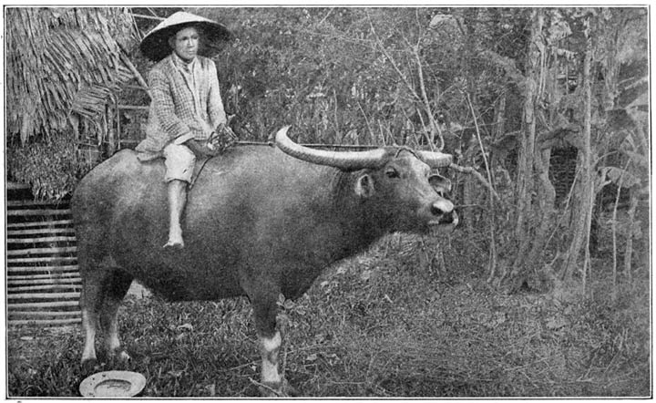 A Carabao