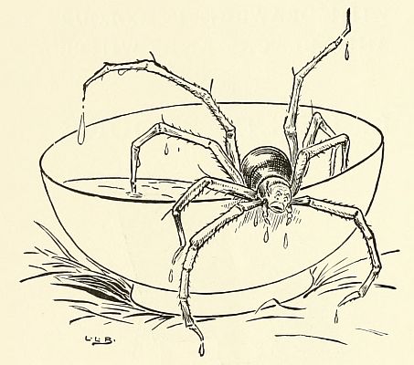 Spider