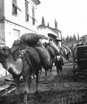 CAMELS SINGLE AND CAMELS IN TRAINS.