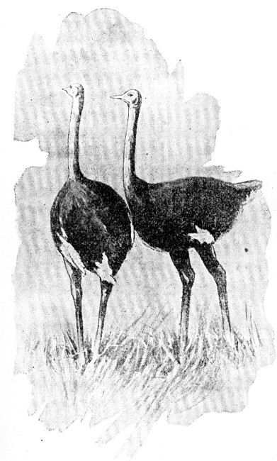 OSTRICHES.