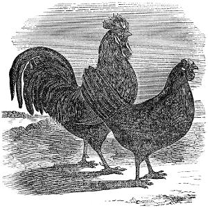 Spanish Fowls