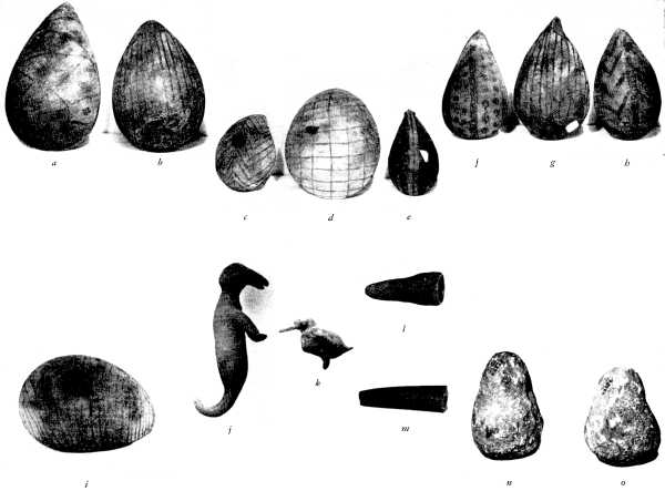 Plate 7.