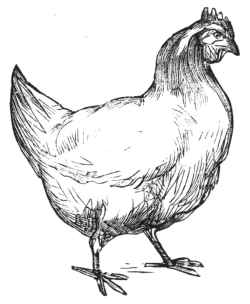 The hen