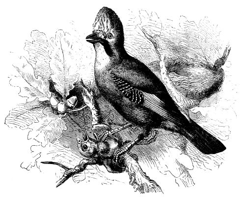 Garrulus glandarius