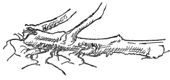 FIG. 4.—ADVENTITIOUS ROOTS OF THE TOMATO

Produced from joints or injured places.