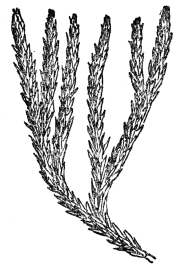 FIG. 107.—CLUB MOSS

(Lycopodium Selago)

A club moss which has come down through the ages almost unchanged from
the days when coal was being formed. Grows to-day in the north temperate
zone, particularly in mountains.