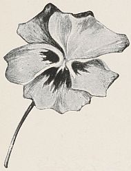 Pansy