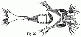 Fig. 27. Zoëa of a Palæmon residing upon Rhizostoma cruciatum, Less., magnified.