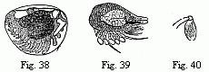 Fig. 38. Embryo of a Philoscia in the egg, magnified. Fig. 39. Embryo of Cryptoniscus planarioides, magnified. Fig. 40. Last foot of the middle-body of the larva of Entoniscus Porcellanæ, magnified.