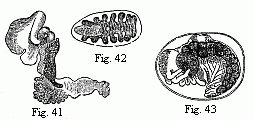 Fig. 41. Entoniscus Cancrorum, female, magnified. Fig. 42. Cryptoniscus planarioides, female, magnified. Fig. 43. Embryo of a Corophium, magnified.